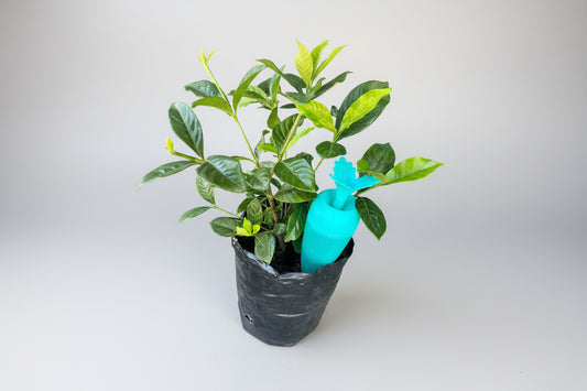 Regador Automático Para Macetas Con Deposito 200 Cc.