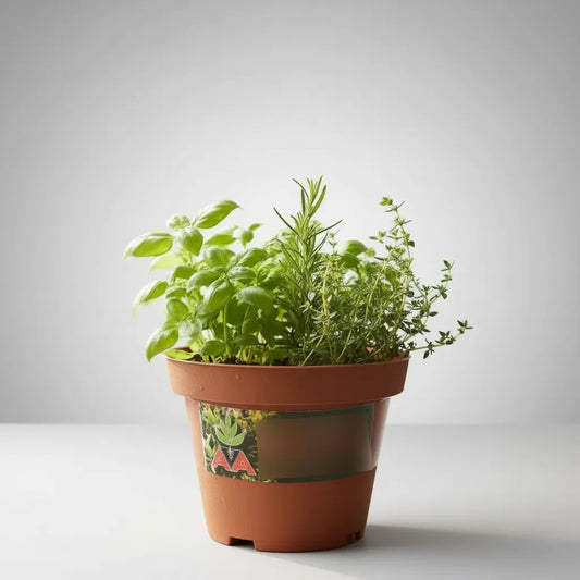 Maceta Para Tunas Suculentas Cilindricas 7 Cm Terracota X 10