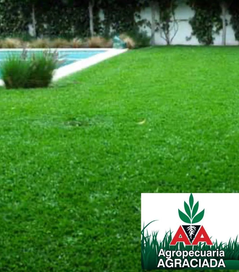 Semillas De Cesped Brasilero Axonopus Hoja Ancha