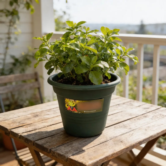 Maceta Agro A Exterior Interior Modelo Cilindrica 16 Cms