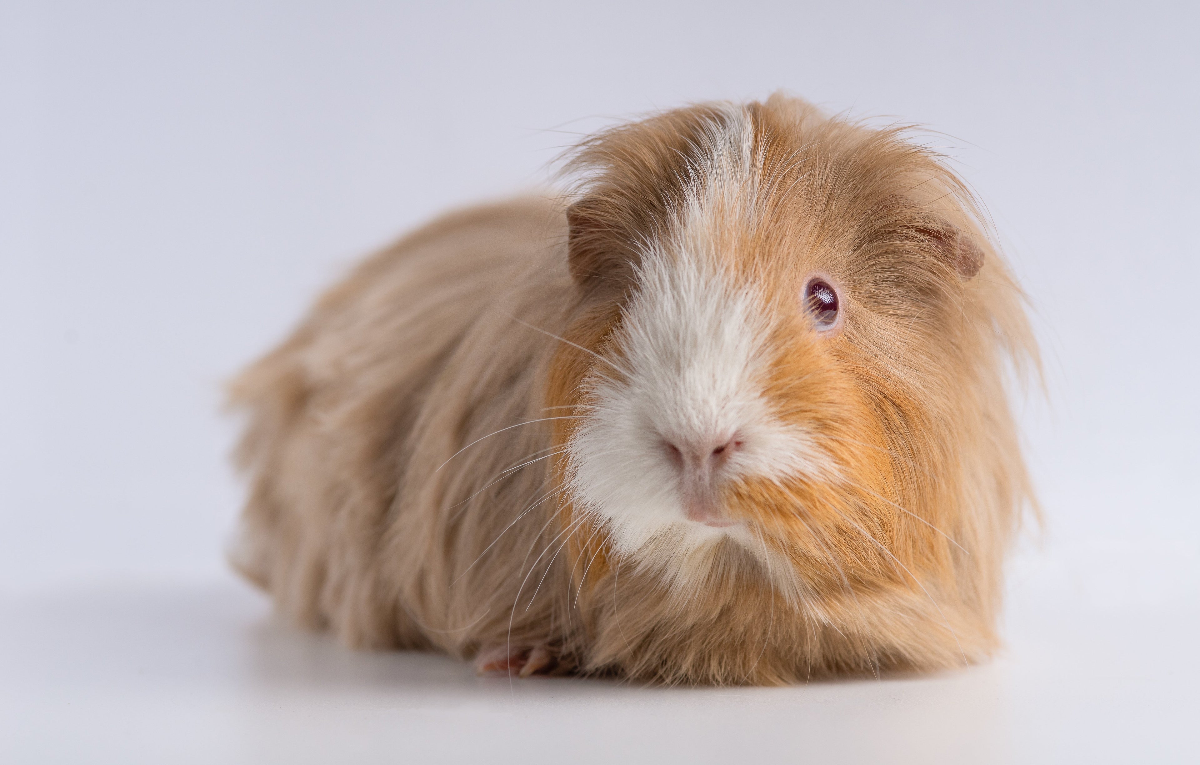 Hamster →