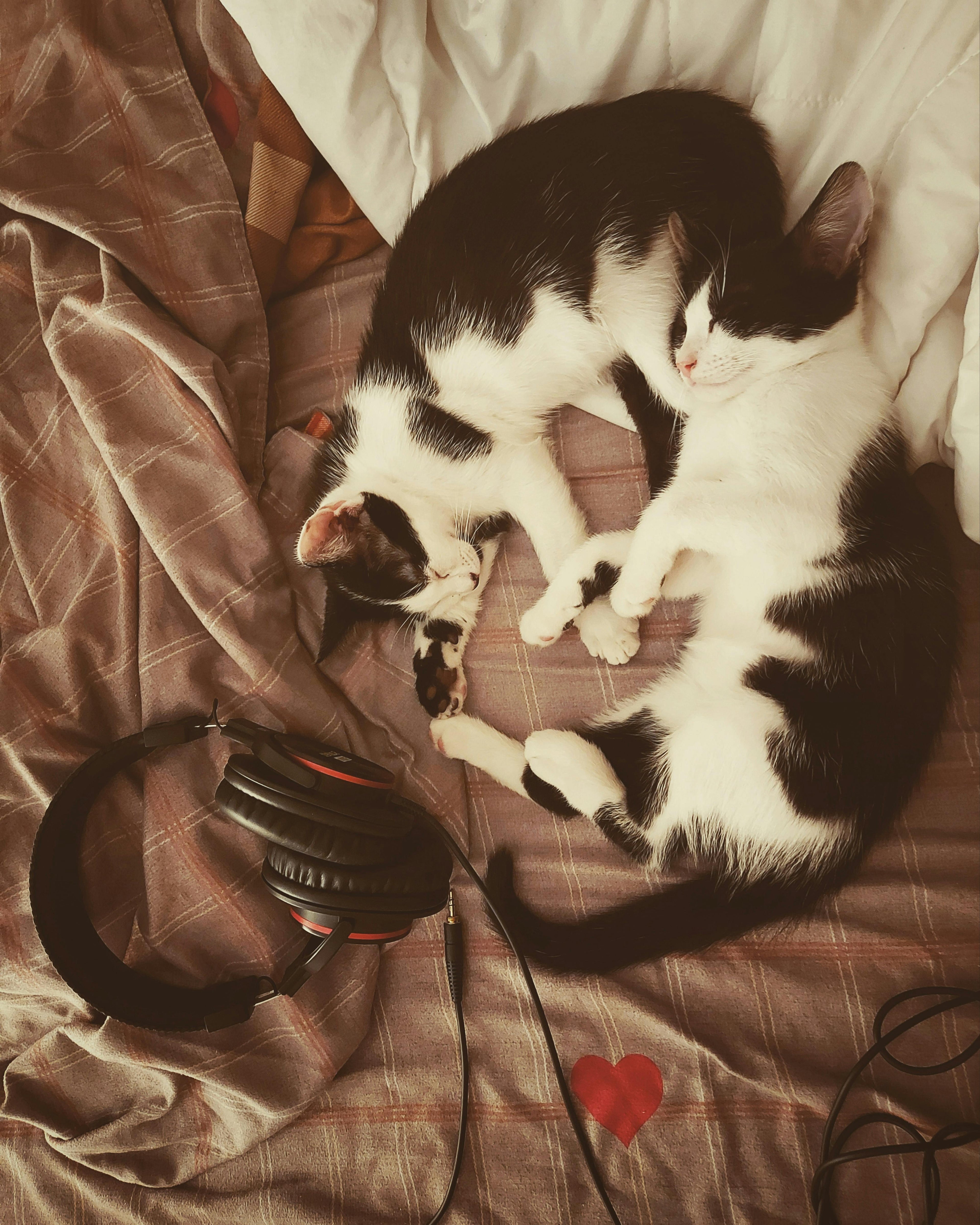 Gatos →