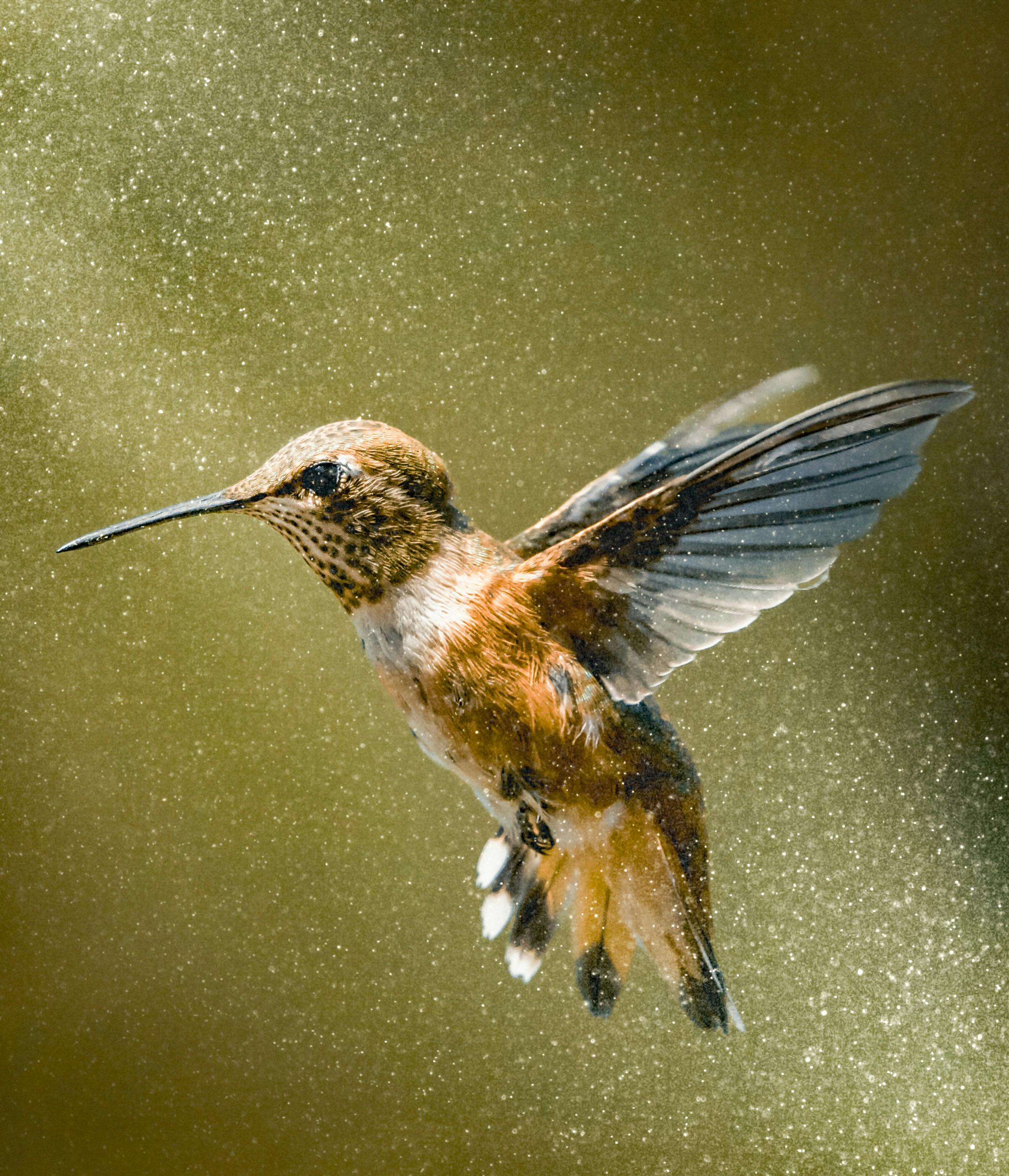 Aves →