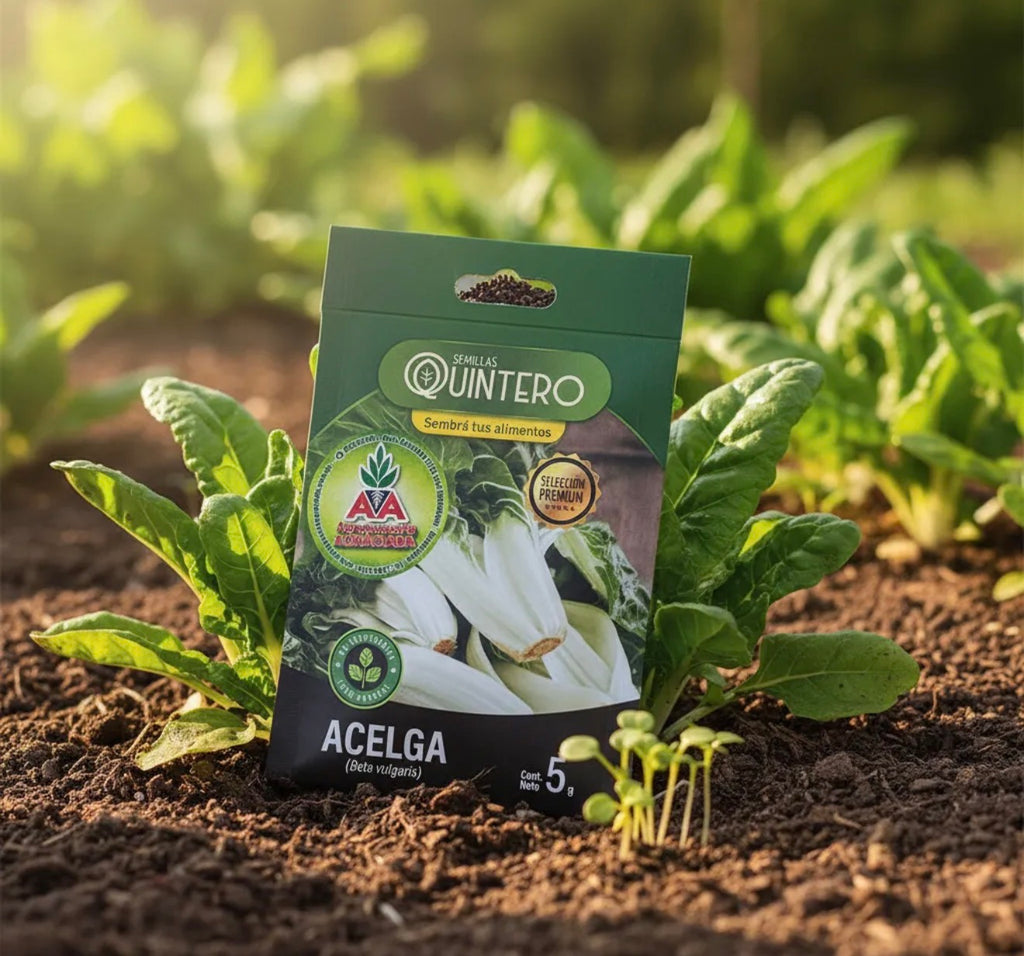 Semillas Acelga No Transgénica 100% Natural Orgánica Agro A