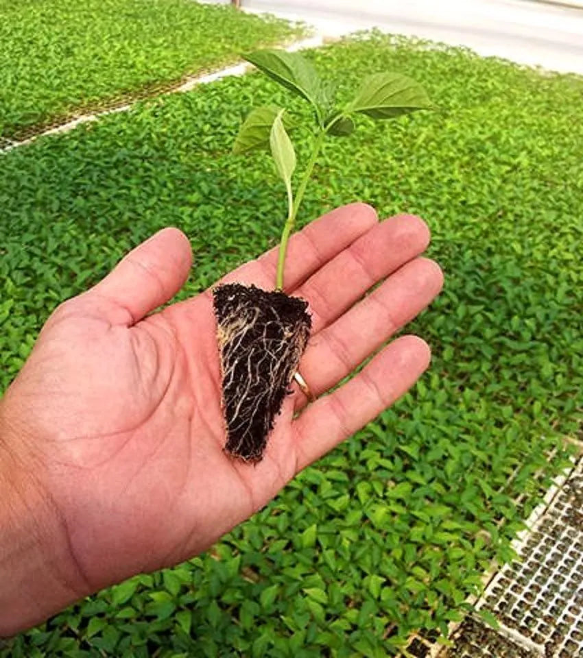 Bandeja Para Almácigos Grande 72 Agujeros 54 X 28