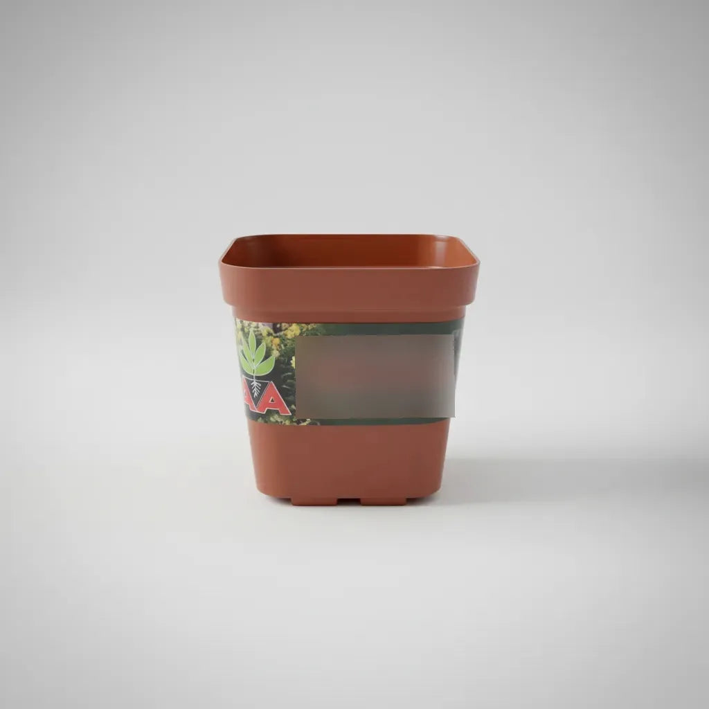 Maceta Para Tunas Suculentas Cuadradas 7 Cms Terracota X 10