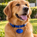 Chapita De Identificación Ovalada Para Mascotas Sin Grabado