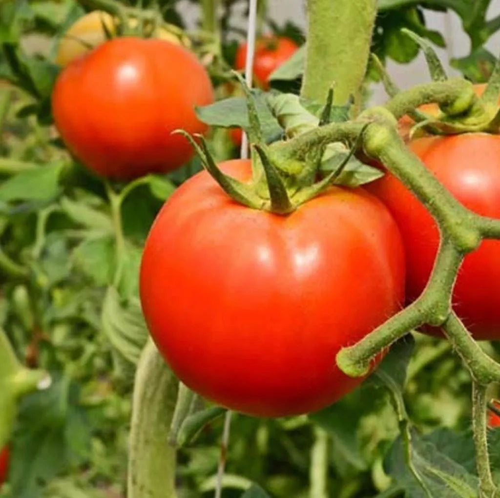 Aceite De Neem + Jabón Potásico A A X 100 Cc..