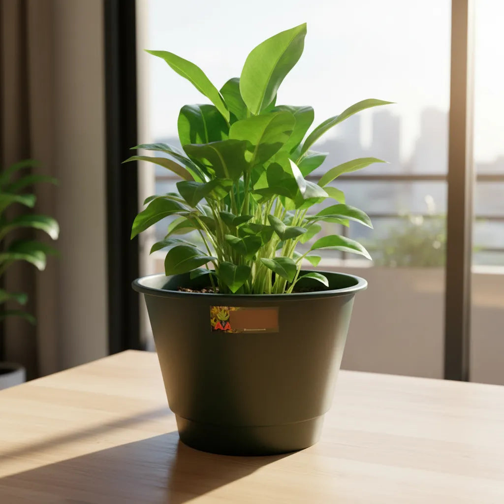 Maceta Plastica Exterior Interior Modelo Elegant 14 Cms