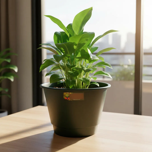 Maceta Plastica Exterior Interior Modelo Elegant 16 Cms