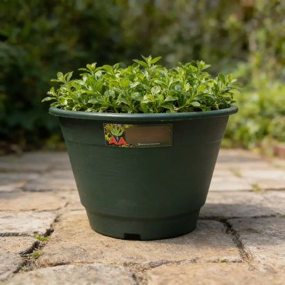 Maceta Plastica Exterior Interior Modelo Elegant 30 Cms