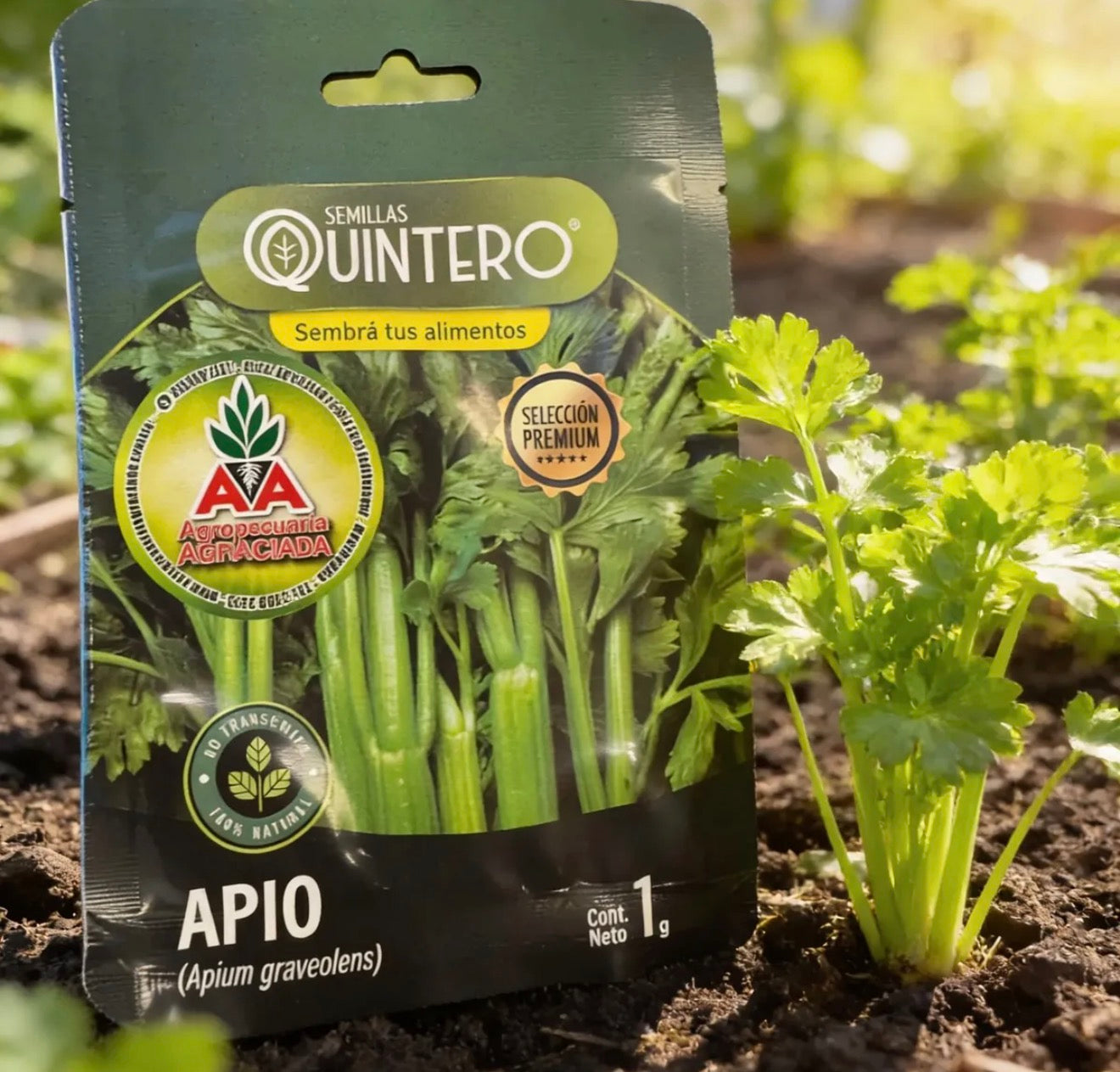 Semillas De Apio No Transgénica 100% Natural Orgánica Agro A