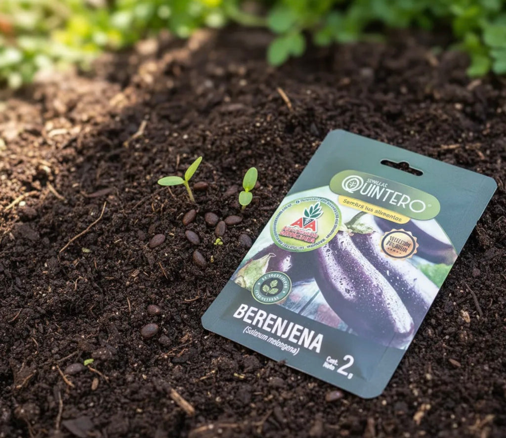 Semillas Berenjena No Transgénica 100% Natural Orgánica