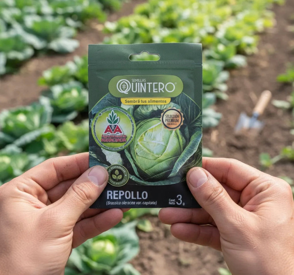 Semillas Repollo No Transgénica 100% Natural Orgánica Agro A