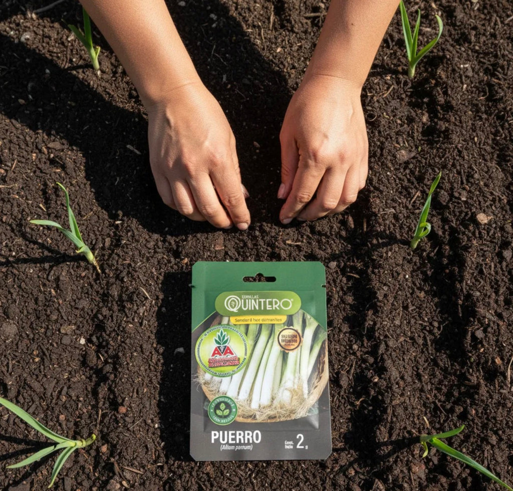 Semillas Puerro No Transgénica 100% Natural Orgánica Agro A
