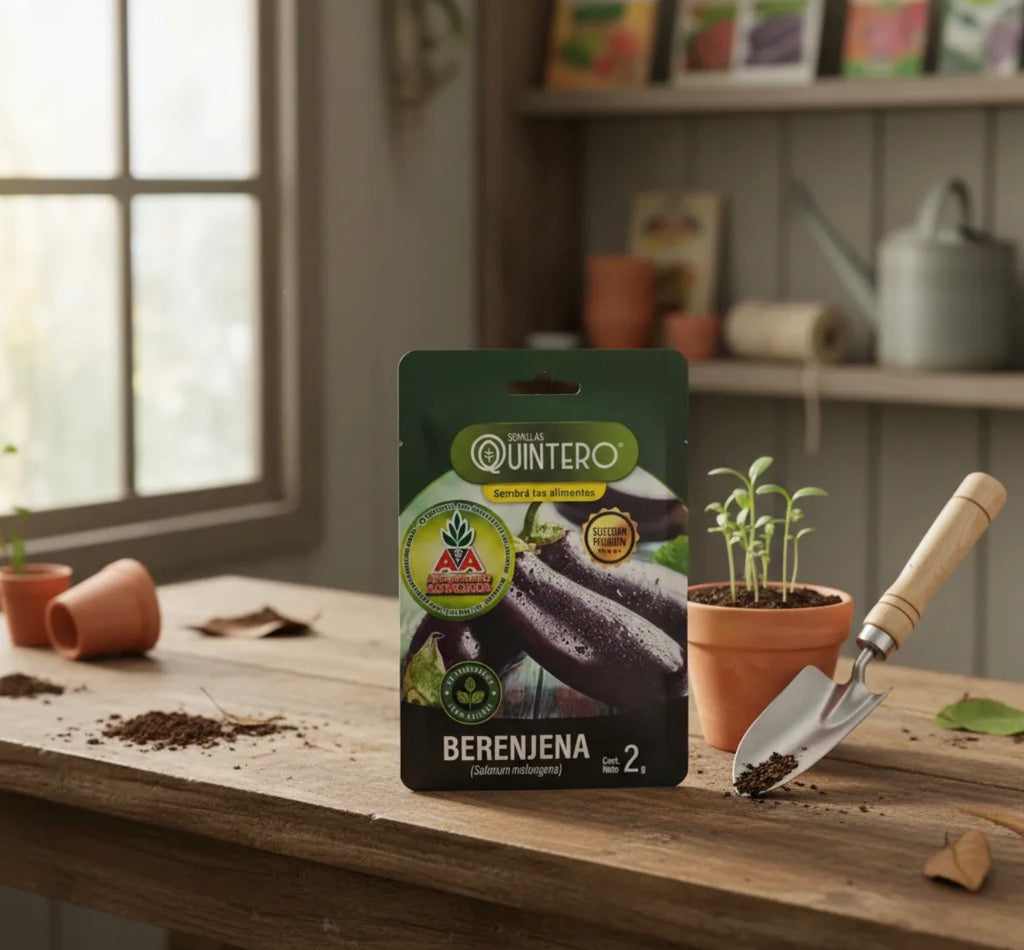 Semillas Berenjena No Transgénica 100% Natural Orgánica