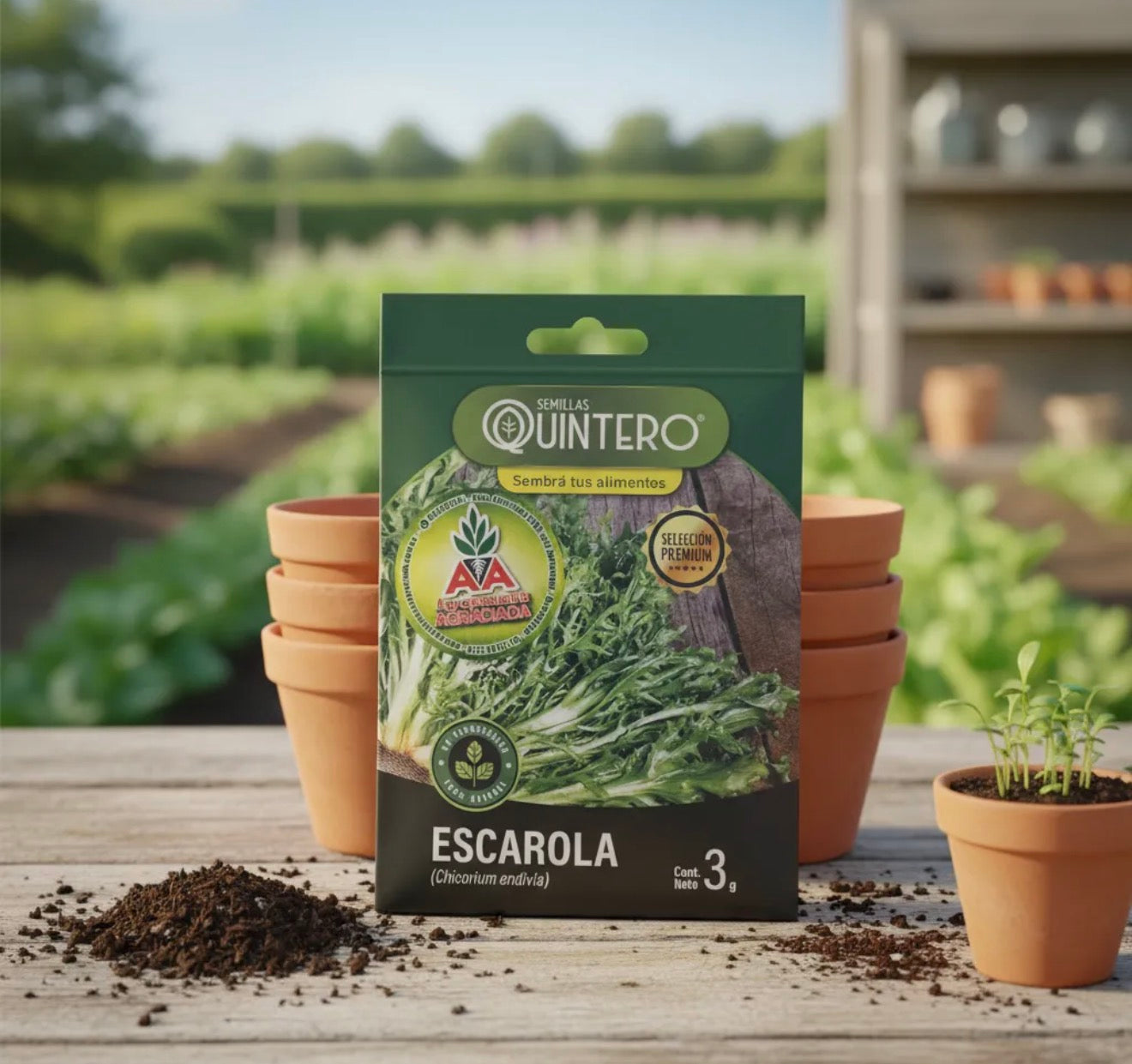 Semillas Escarola No Transgénica 100% Natural Orgánica Agroa