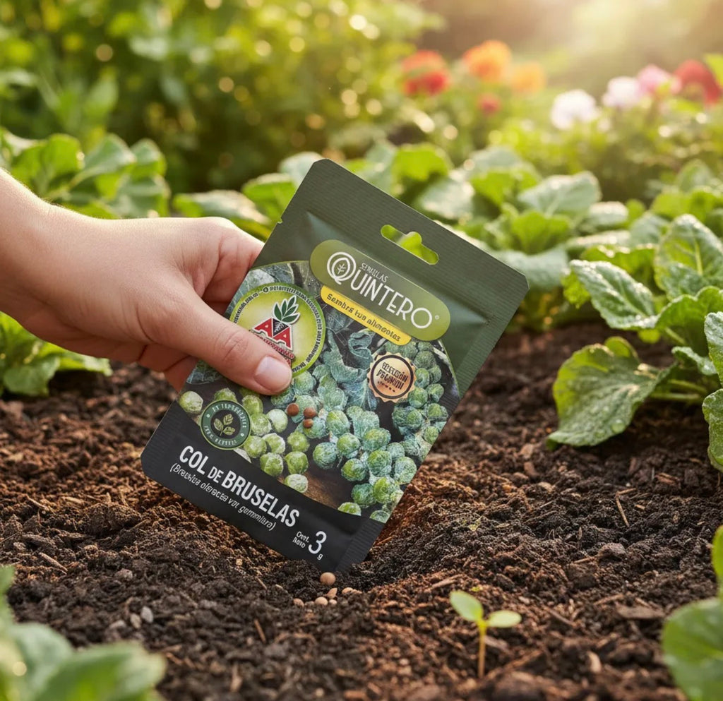 Semillas De Col De Bruselas Para Cultivo (3g) Agro A