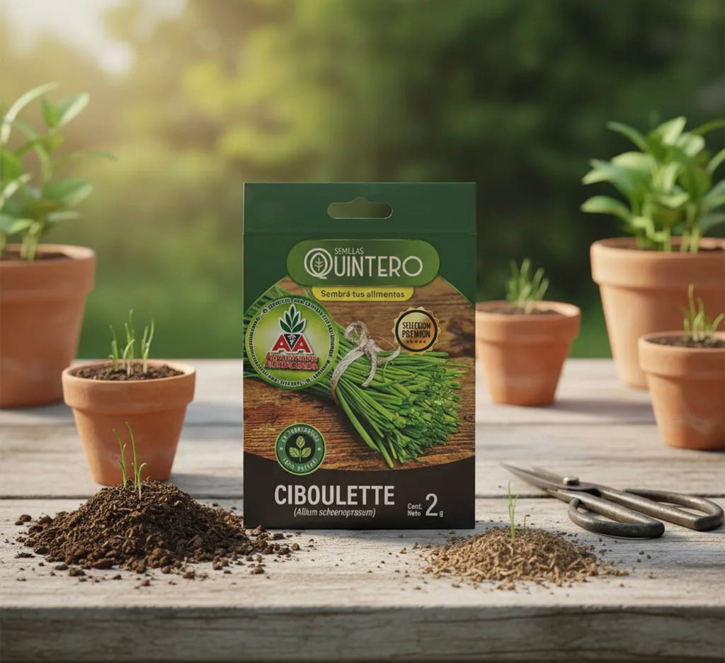 Semillas De Quintero Para Cultivo - Ciboulette (2g) Agro A