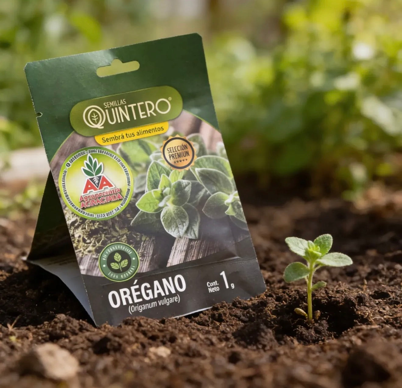 Semillas Orégano No Transgénica 100% Natural Orgánica Agro A