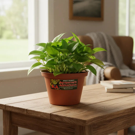 Maceta Plastica Exterior Interior Linea A 14 Cm X 2 Unidades