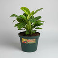 Maceta Plastica Exterior Interior Linea A 20 Cm X 2 Unidades