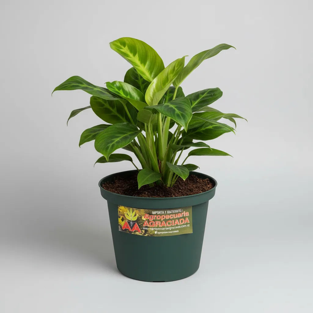 Maceta Plastica Exterior Interior Linea A 20 Cm X 2 Unidades