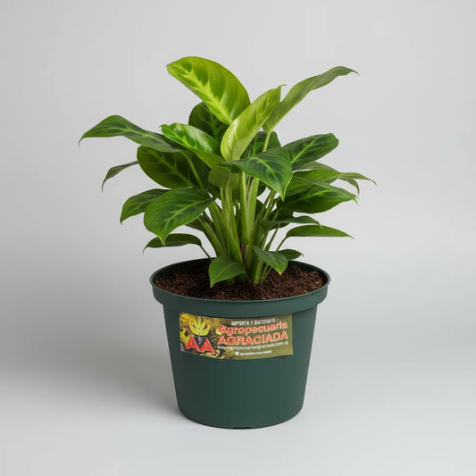 Maceta Plastica Exterior Interior Linea A 20 Cm X 2 Unidades