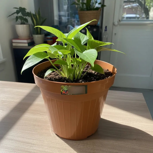 Maceta Plástica Exterior Interior Agro A Pl 30 Cms