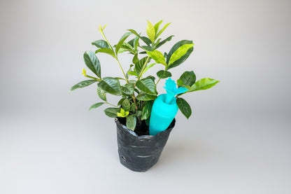 Regador Automático Para Macetas Con Deposito 200 Cc.