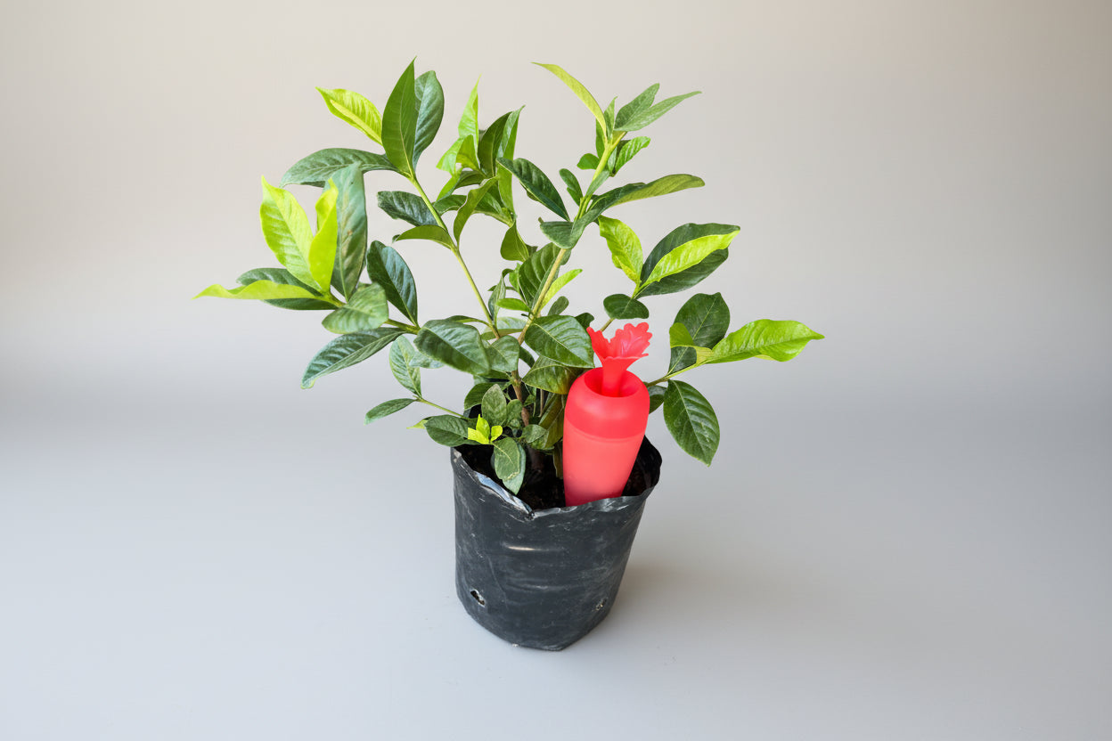 Regador Automático Para Macetas Con Deposito 200 Cc.