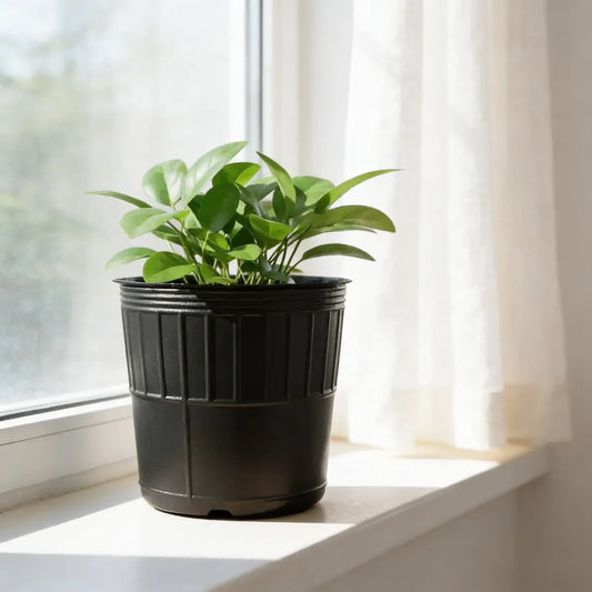 Maceta Soplada Cilindrica 3lts Pack X 10 Unidades Agro Av