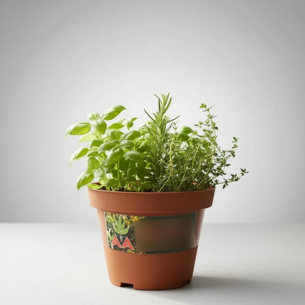 Maceta Para Tunas Suculentas Cilindrica 14cm Terracotax10uni