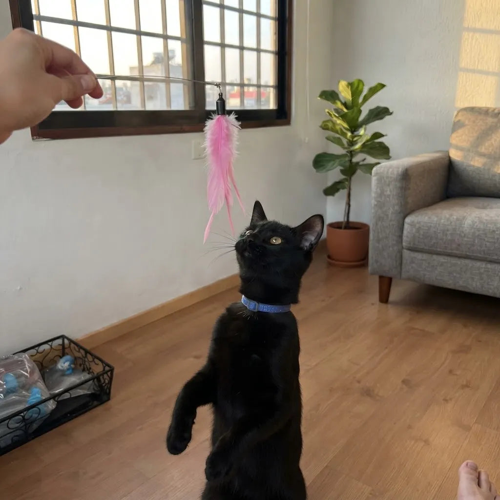 Juguete Caña Para Gatos 2 Modos De Uso Con Ventosa Y Pluma