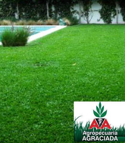 Semillas De Cesped Brasilero Axonopus Hoja Ancha