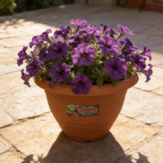 Maceta Italiana Exterior Interior Modelo Campana 43 Cms