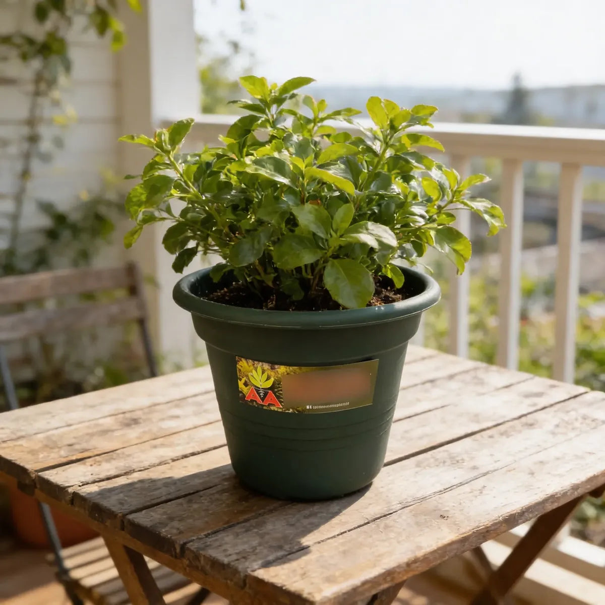 Maceta Agro A Exterior Interior Modelo Cilindrica 16 Cms