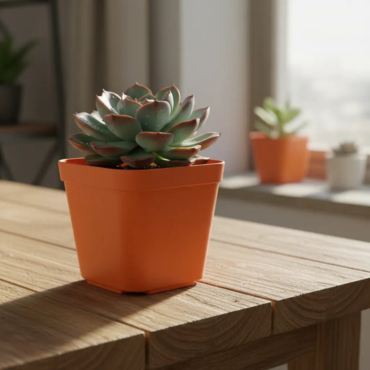 Maceta Para Tunas Suculentas Cuadradas 7 Cms Mix X 10 Unid