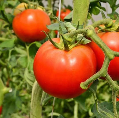 Jabon Potasico A A X 100 Grs.