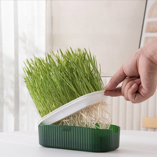 Maceta Ovalada Hidropónica Con Semillas De Pasto Para Gatos