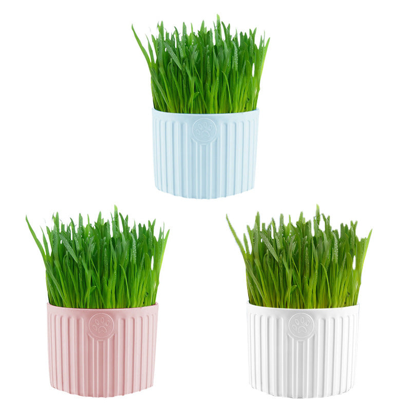 Maceta Con Semillas Y Tierra Pasto Para Gatos