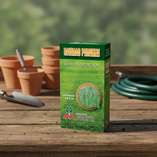 Semillas Césped Raigrás Perenne Alto Tránsito