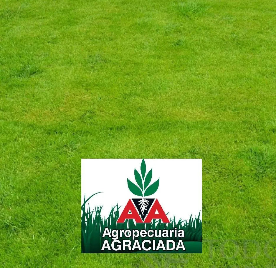 Semillas Césped Raigrás Perenne Alto Tránsito