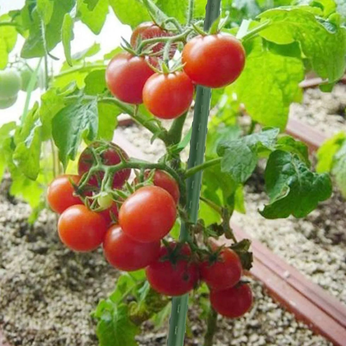 Tutores Para Plantas Largo 90 Cm.
